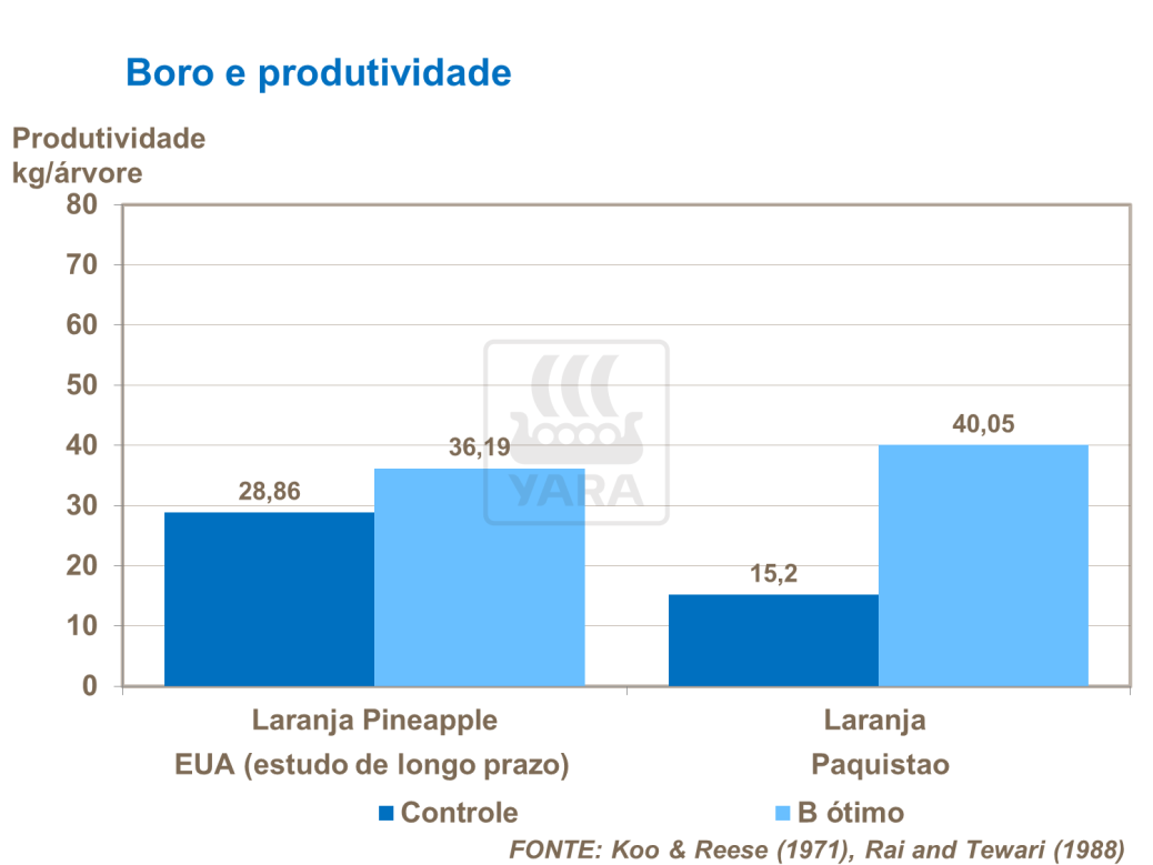 Boro e a produtividade