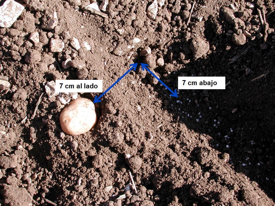 patatas, abono, abonos