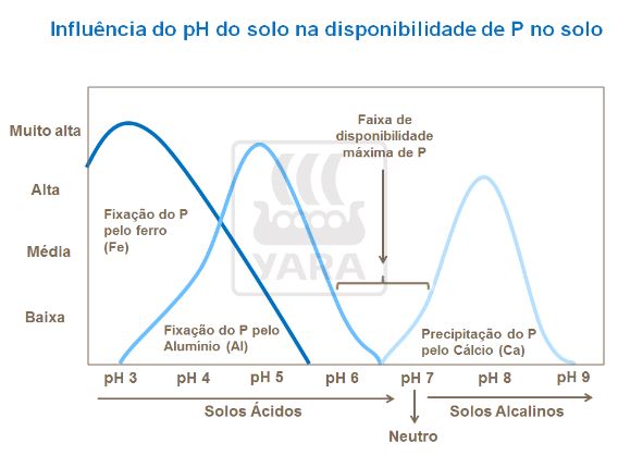 yara, fertilizante, batatas