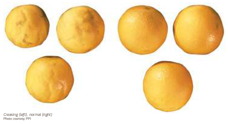 Trincac no albedo dos citros