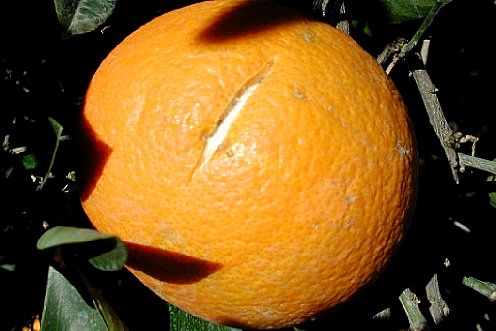 Rachadura em uma laranja