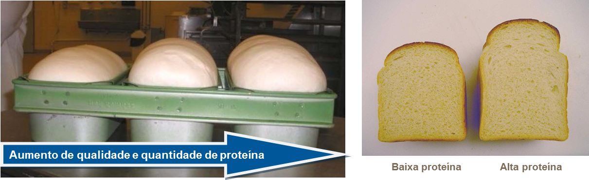 Calidad de proteínas